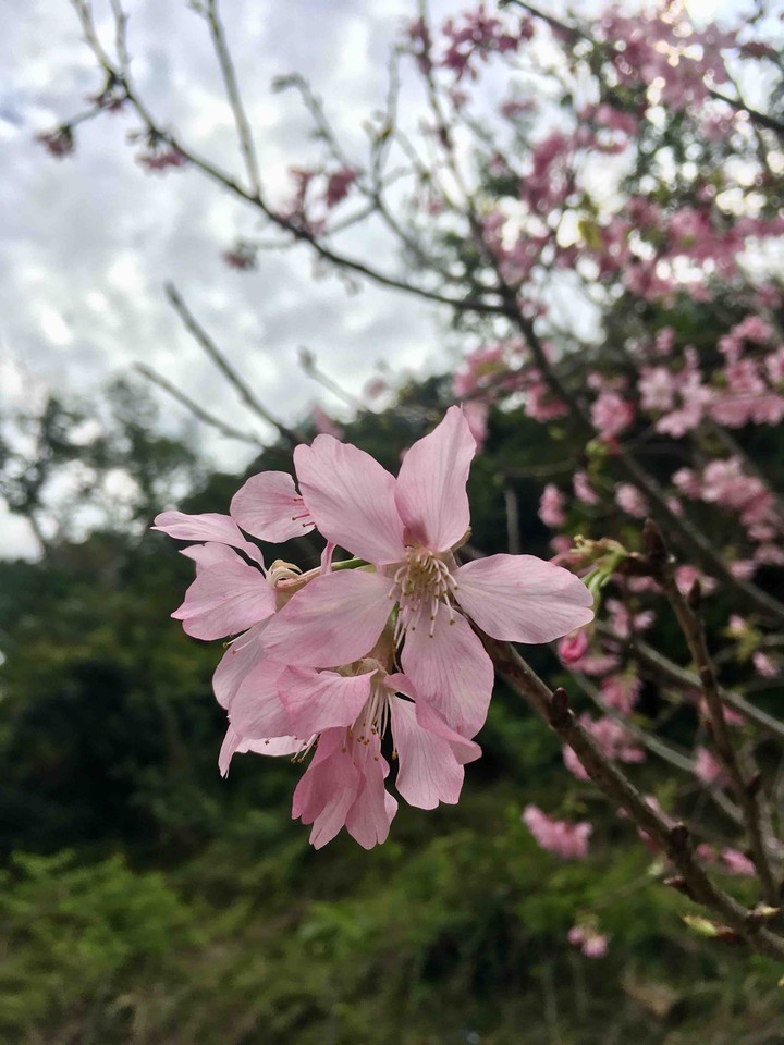 Sakura