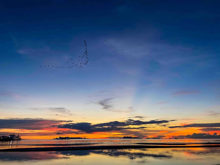 flying birds at sunset
