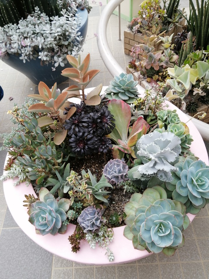 多肉植物の寄せ植え