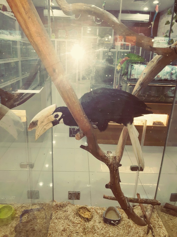 bird