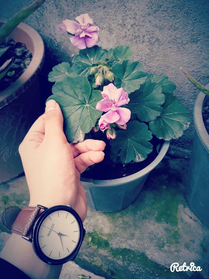 ♤ بهار ♤