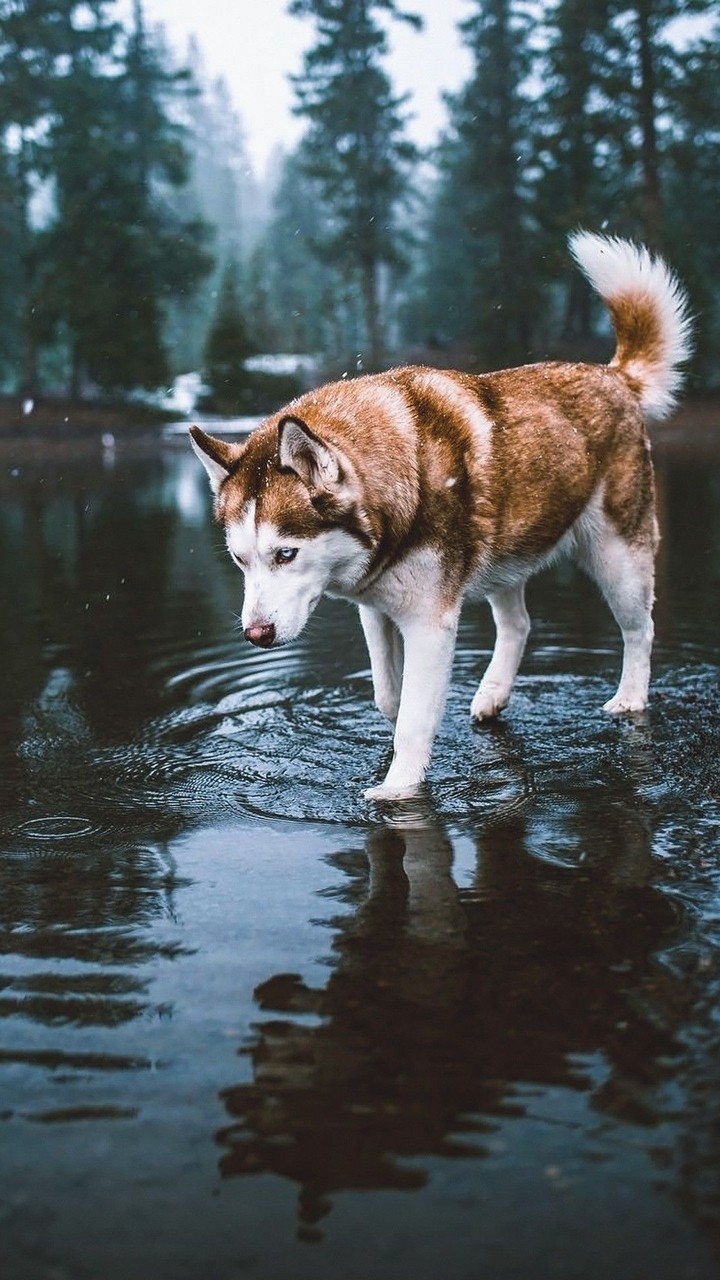 Animal