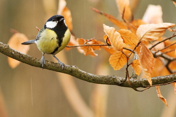 Titmouse