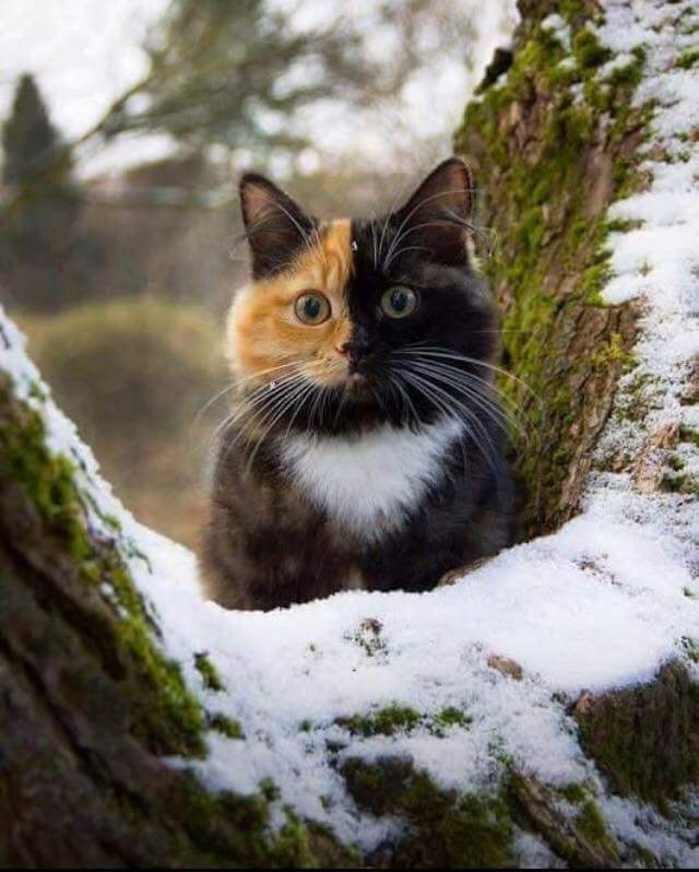 colored cat