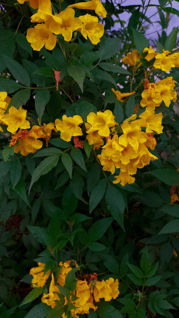 yellow flower