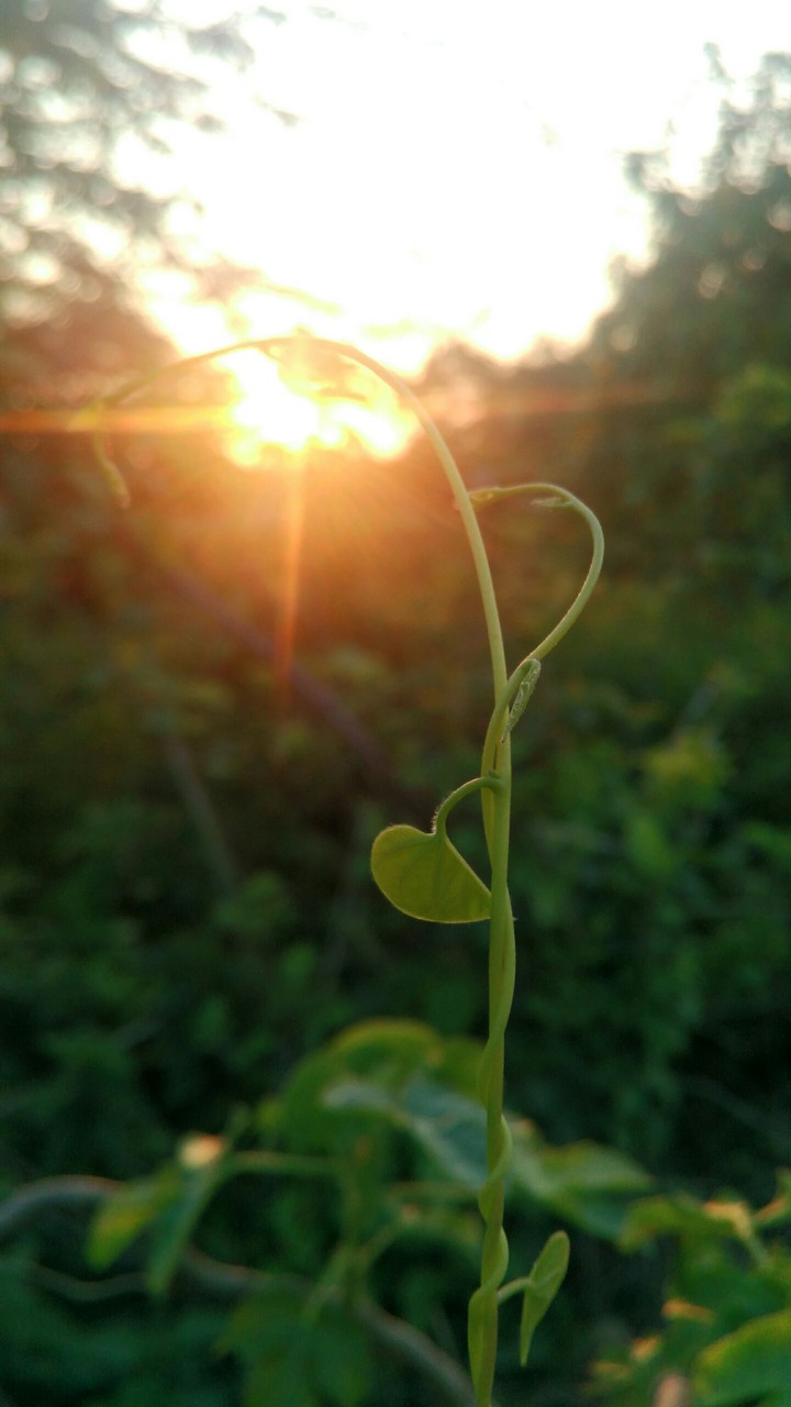 sun set