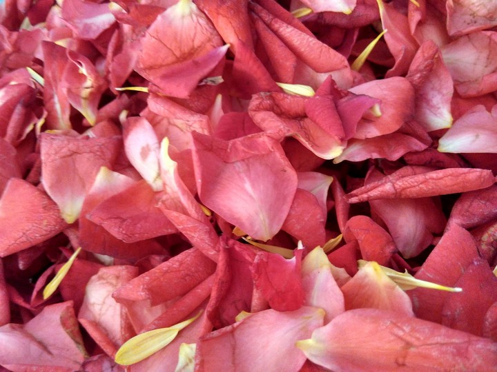 ♡♡ Rose petals ♡♡