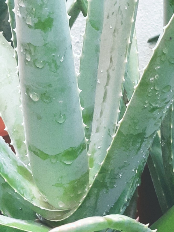 Aloe Vera