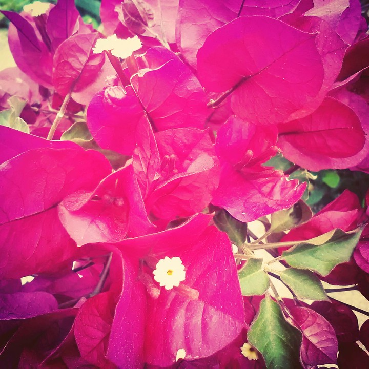 Sicily flowers