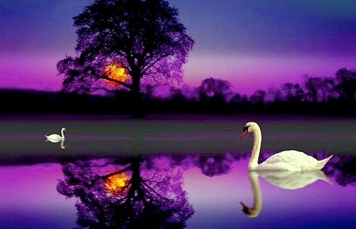 Swan Lake