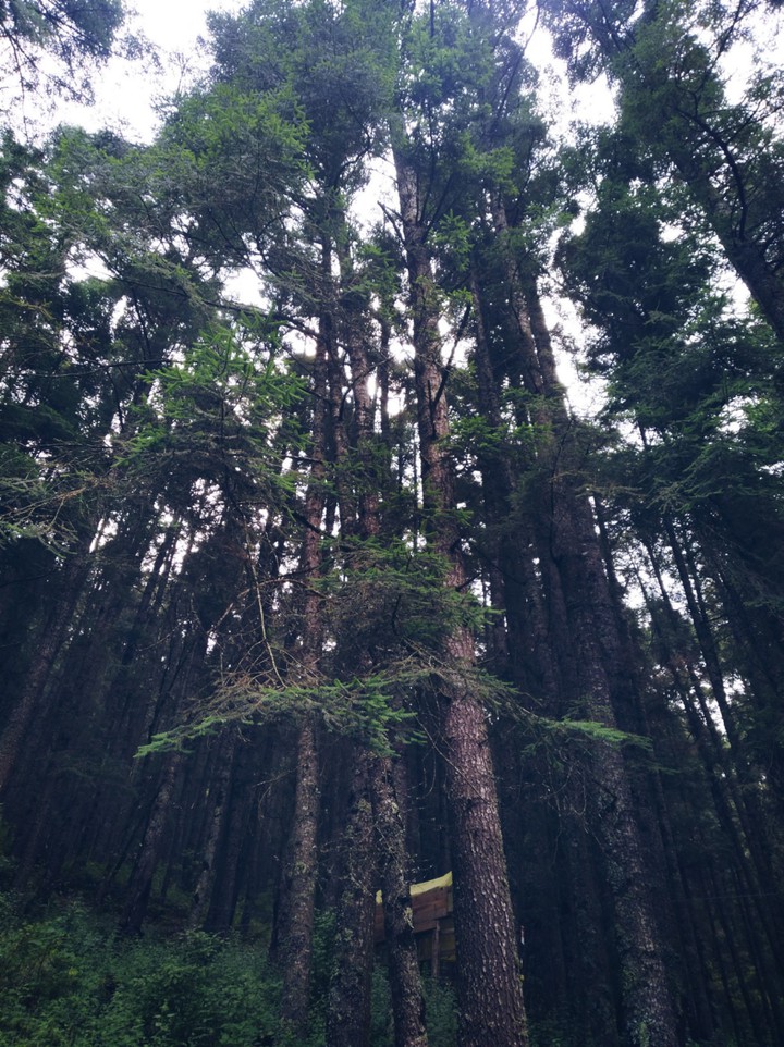 Bosque Templado