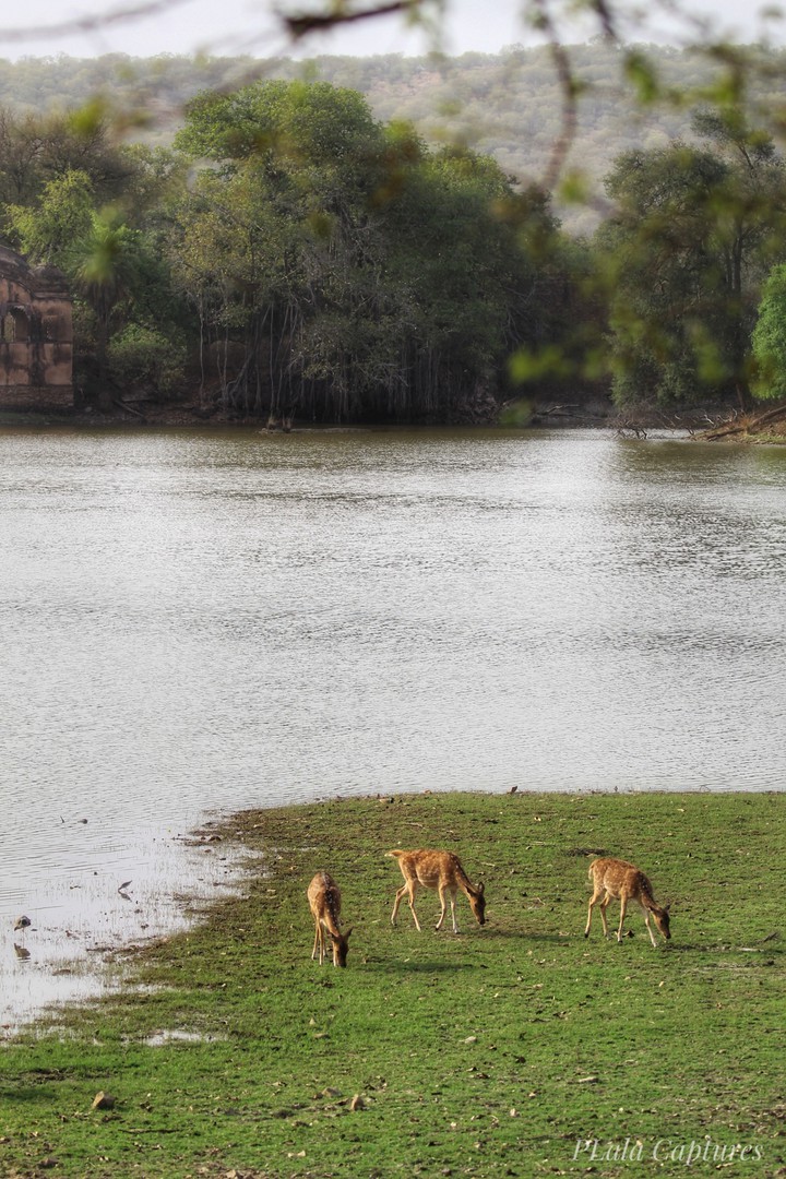 the scape - Ranthambore National Park