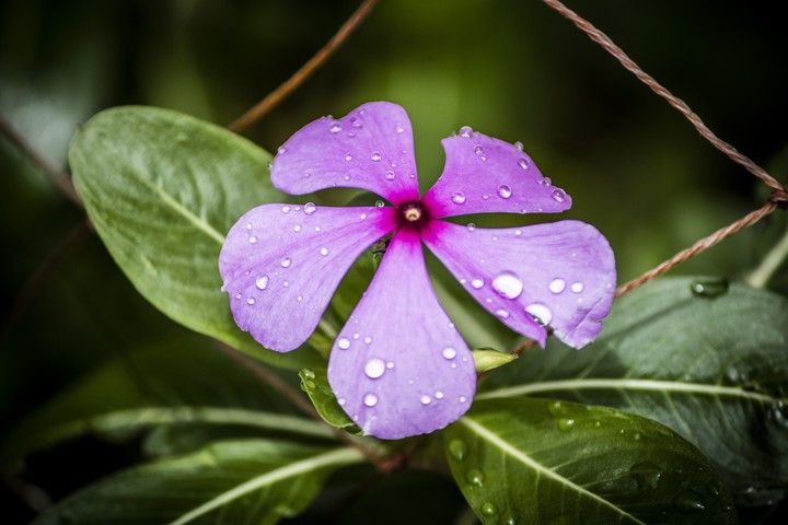 flower