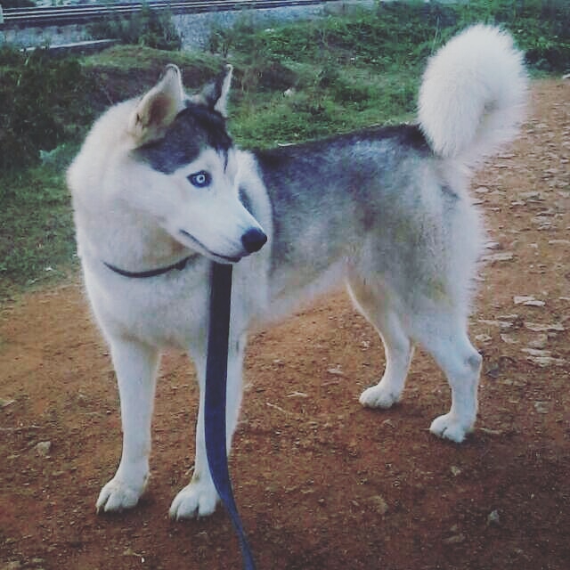 Huskyi