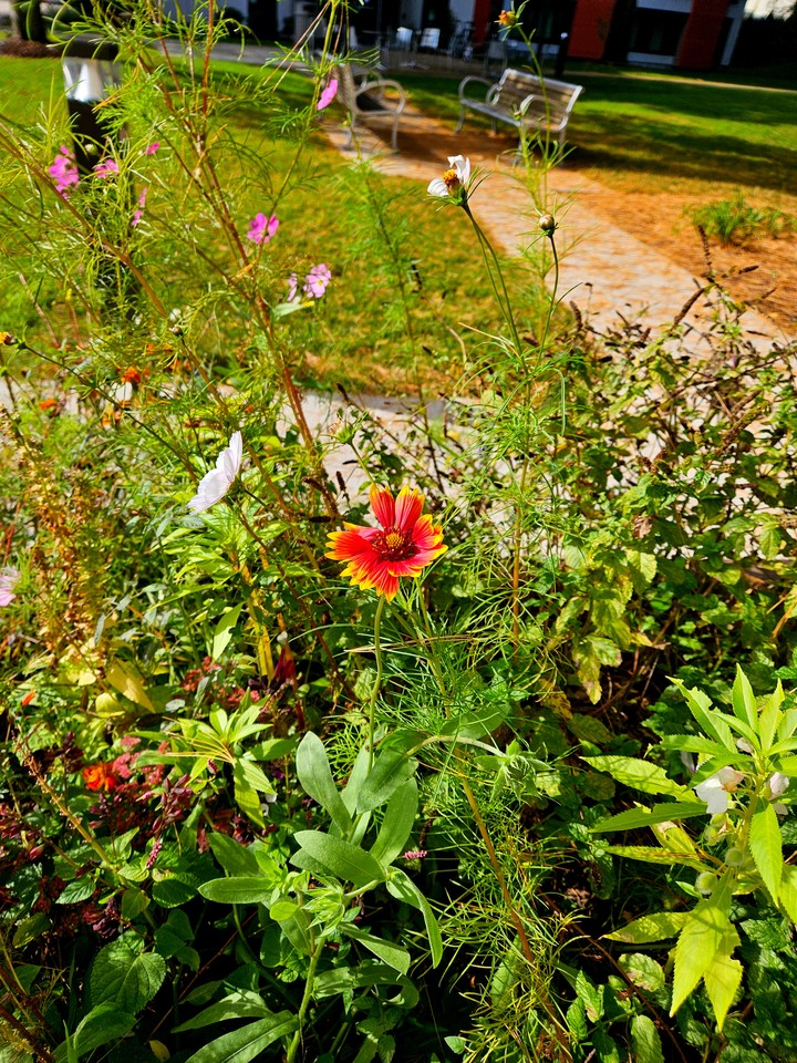 Blanket Flower in the Breeze