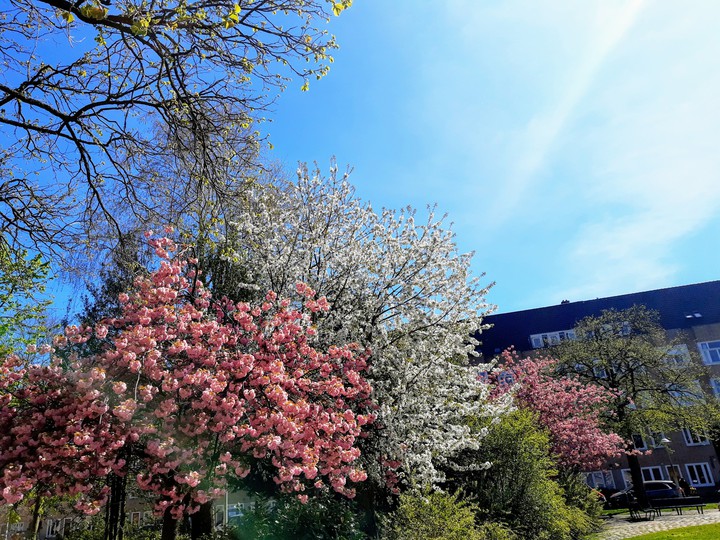 sakura