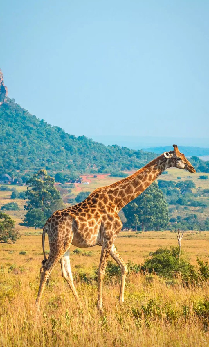 beautiful giraffe