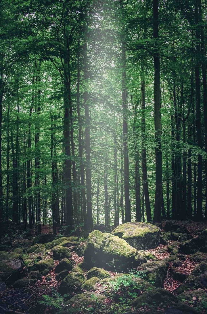 in the forest