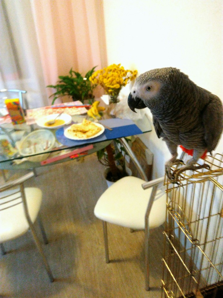 Parrot