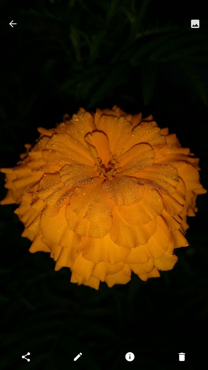 nice flower