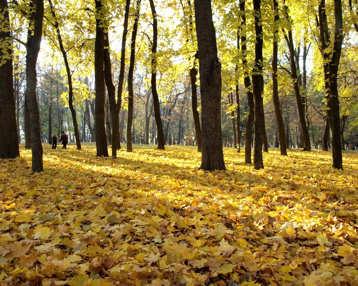 Осень в лесу.
