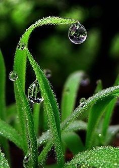 gotas