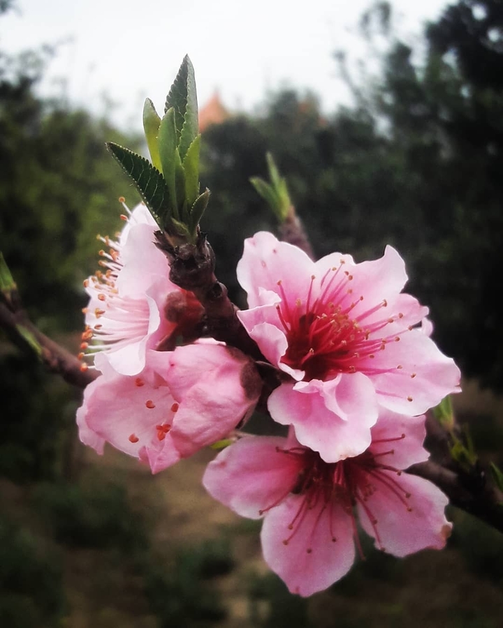 Spring
