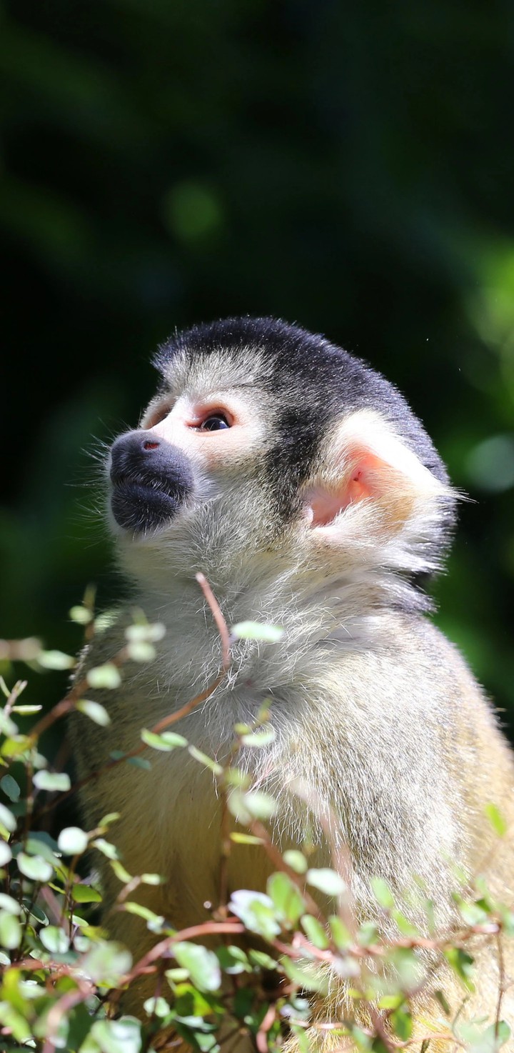 monkey