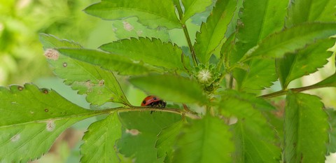 Hide ladybug