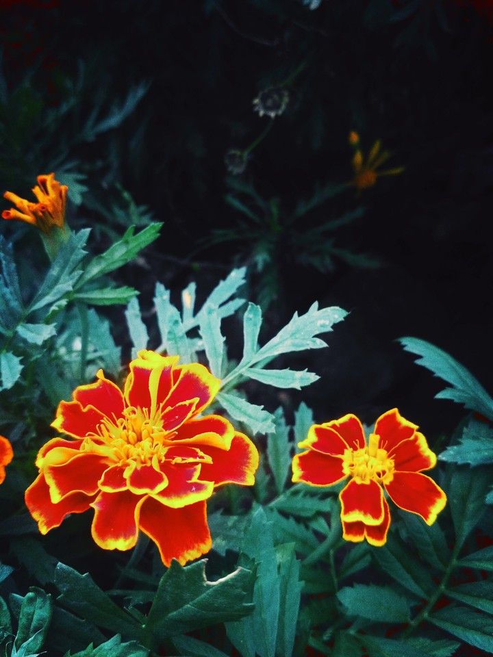 i always loves the flowers