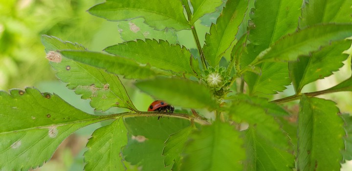 Hide ladybug