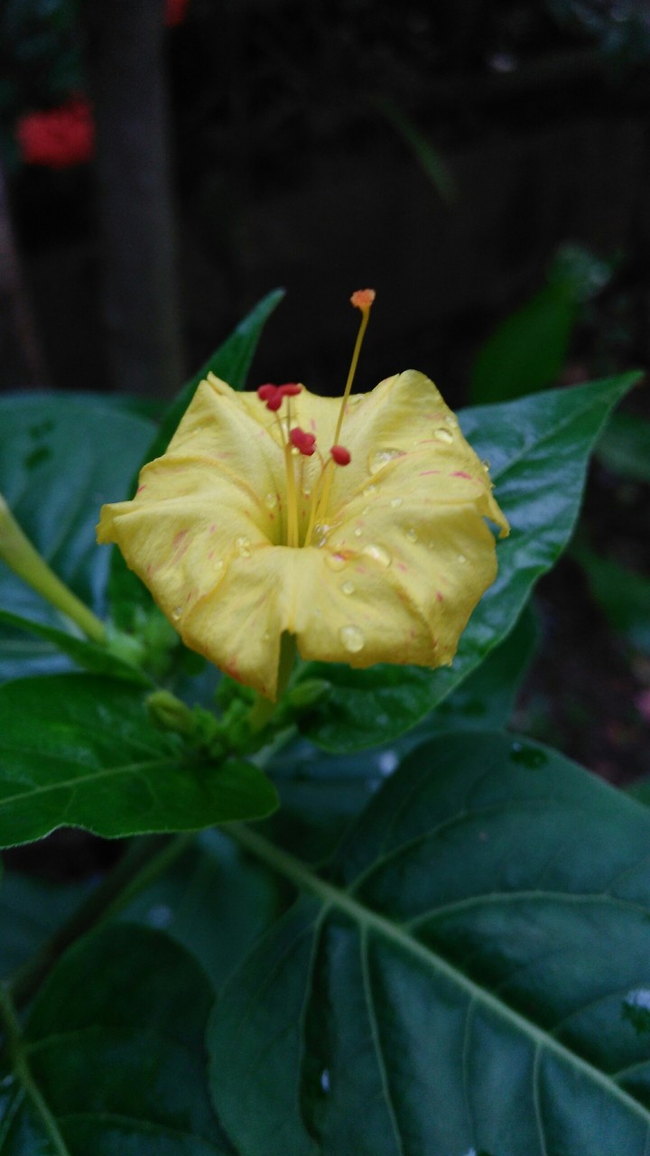 flower.