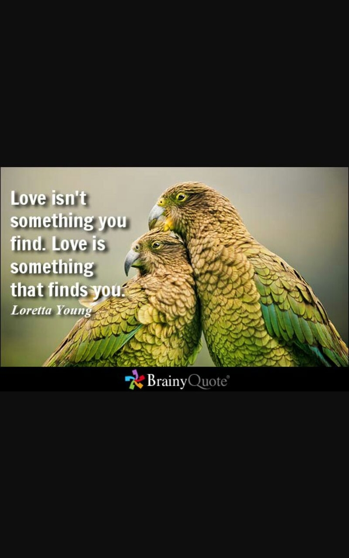 Bird love