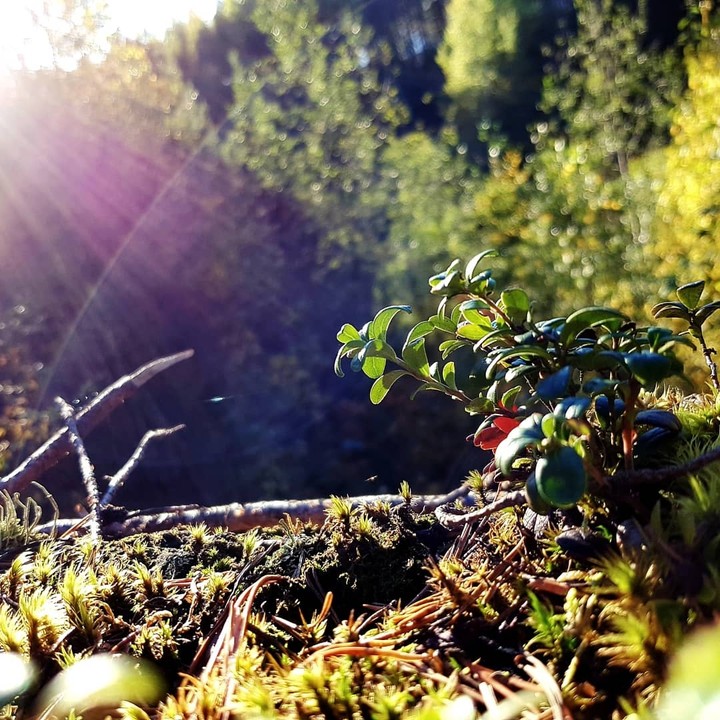 Cowberry in Gravel Pit