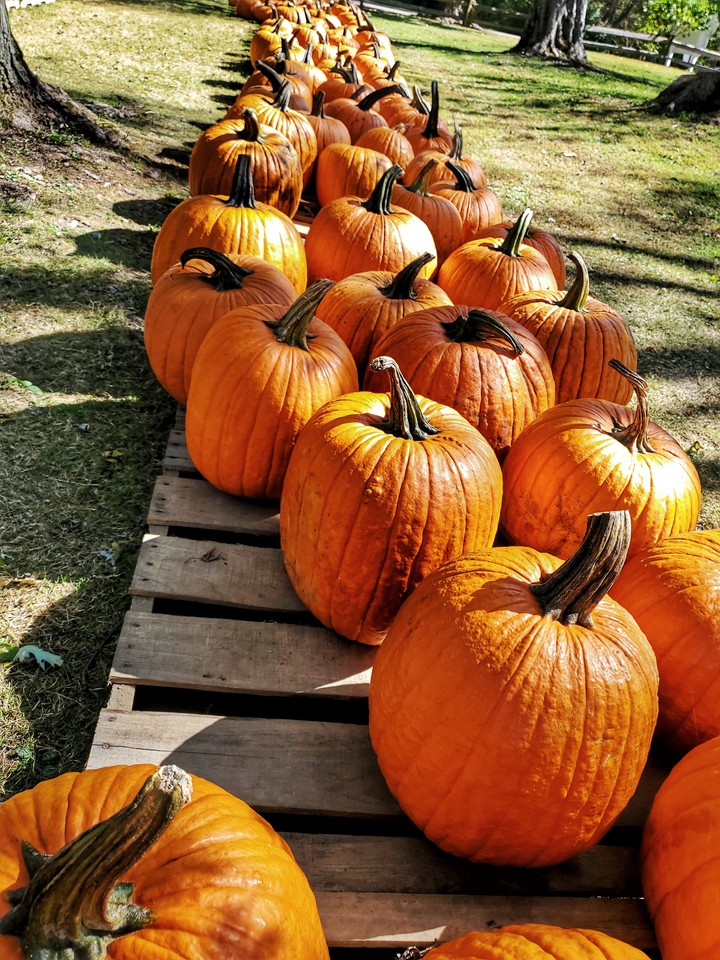 more pumpkins