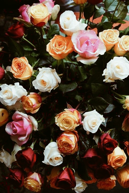 Flores  para Cristo Jesús 
