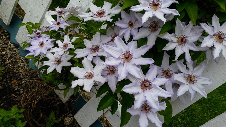 clematis vines