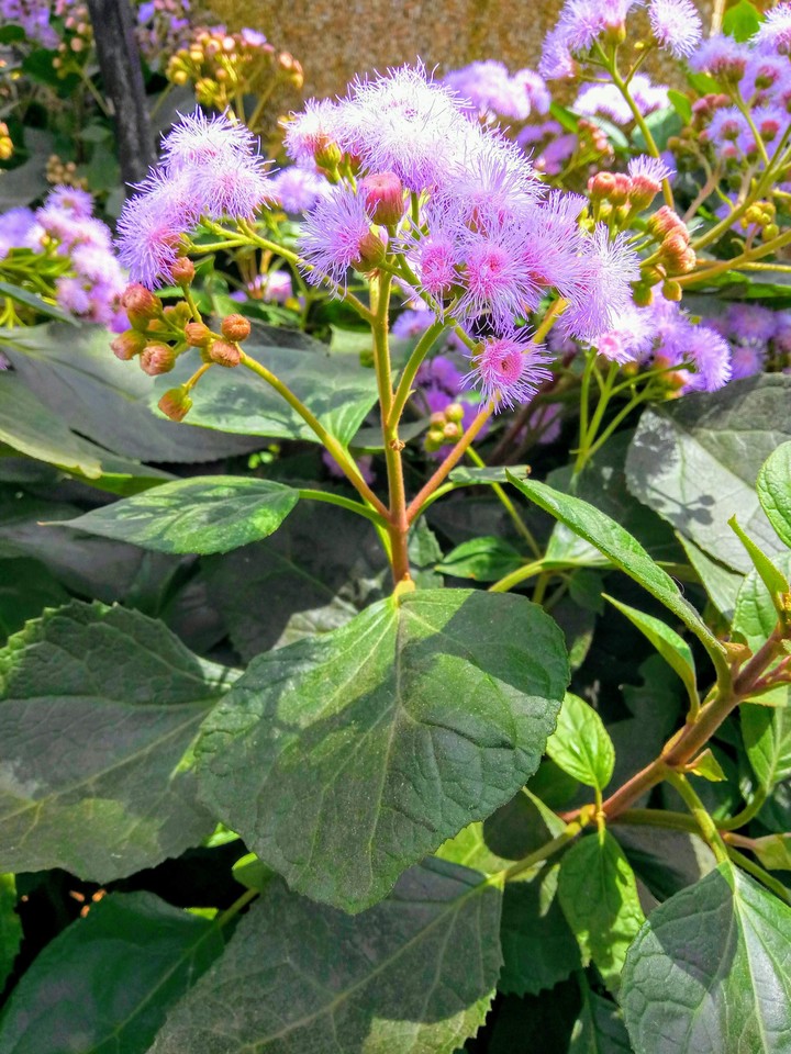 GardenShots