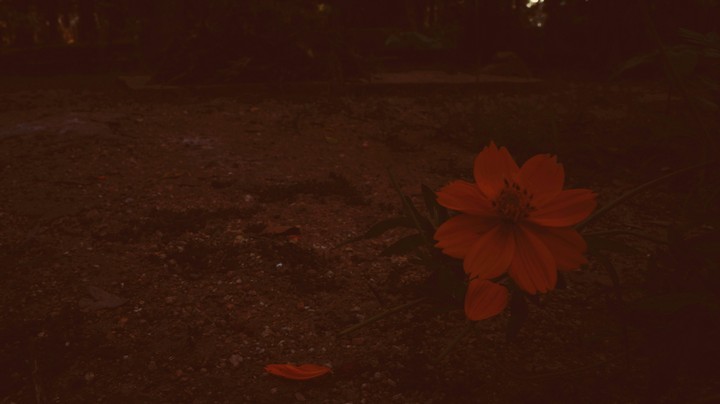 Dark