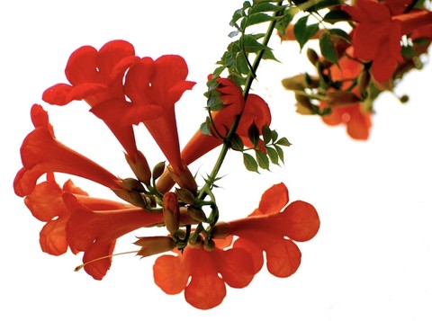 papéis de parede twig, plant
