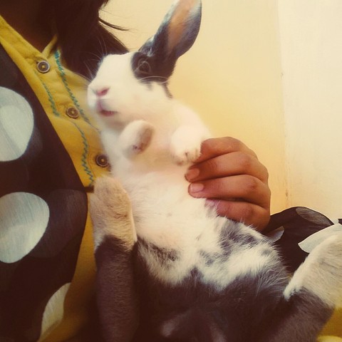 my rabbit ?