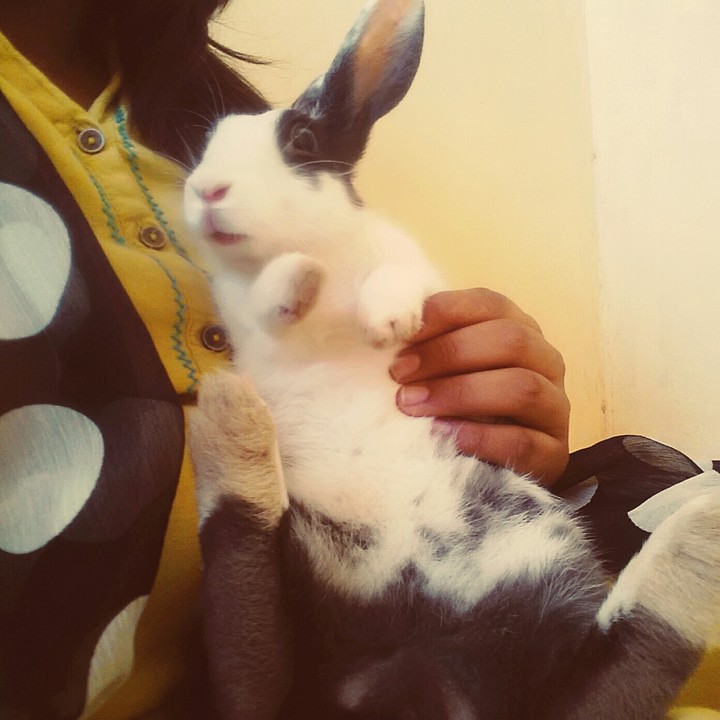 my rabbit ?