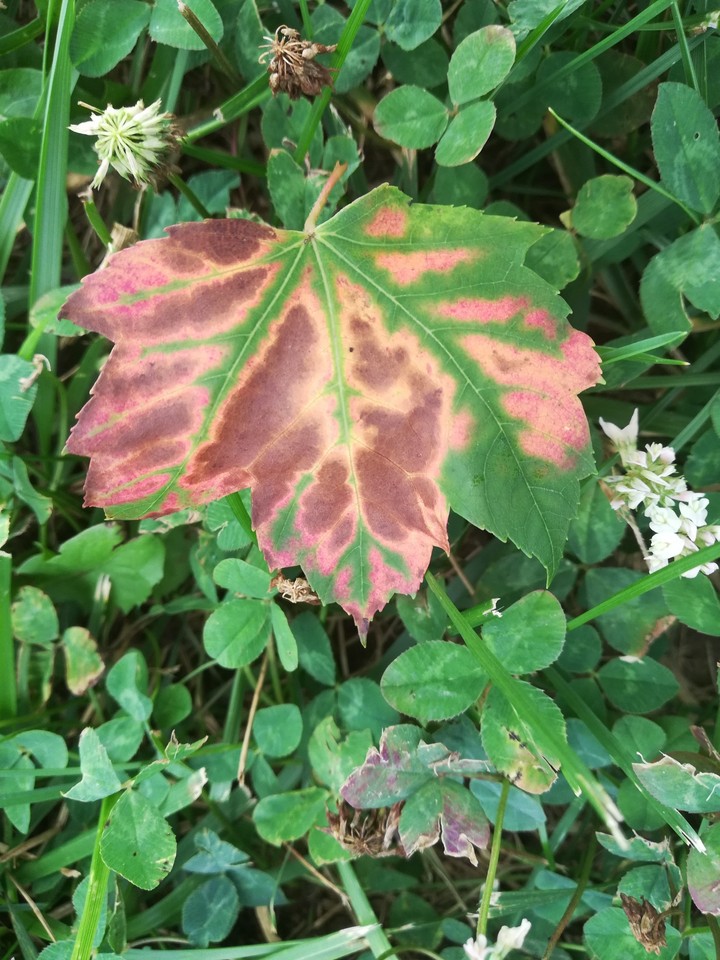 nature's art