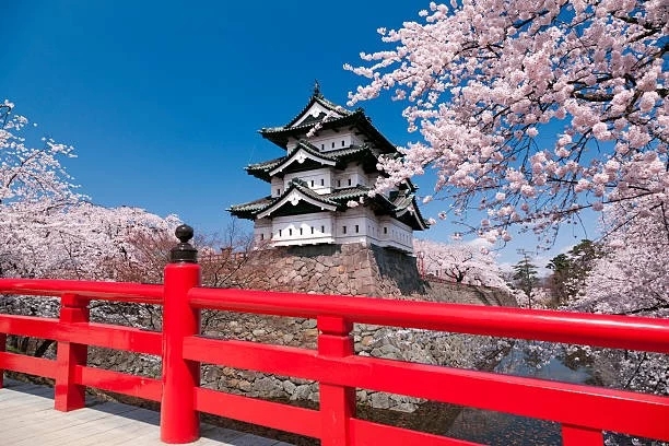 Hirosaki Castle - sakura