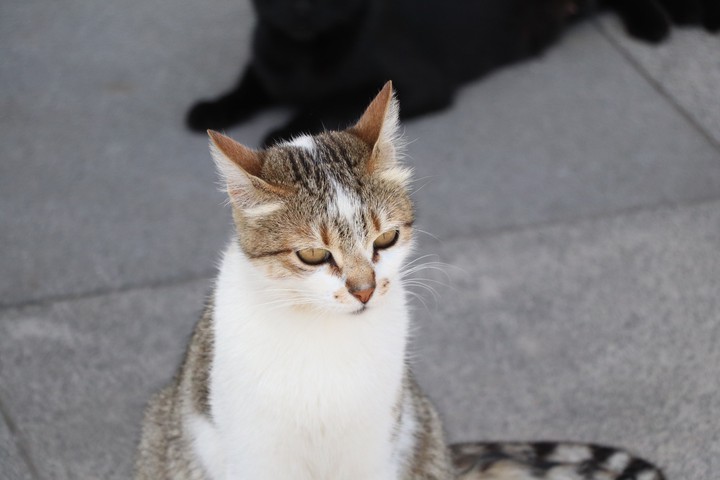 cat2