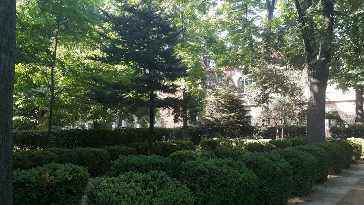 Forest
