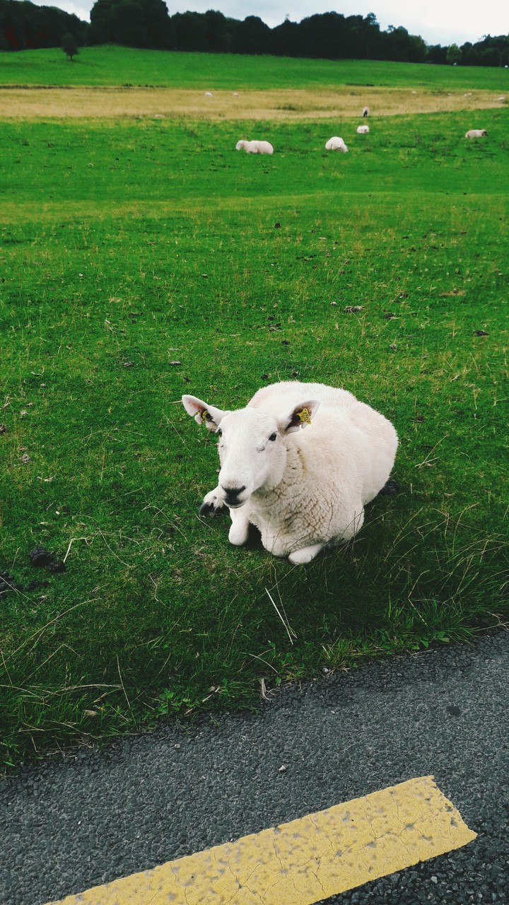 Sheep