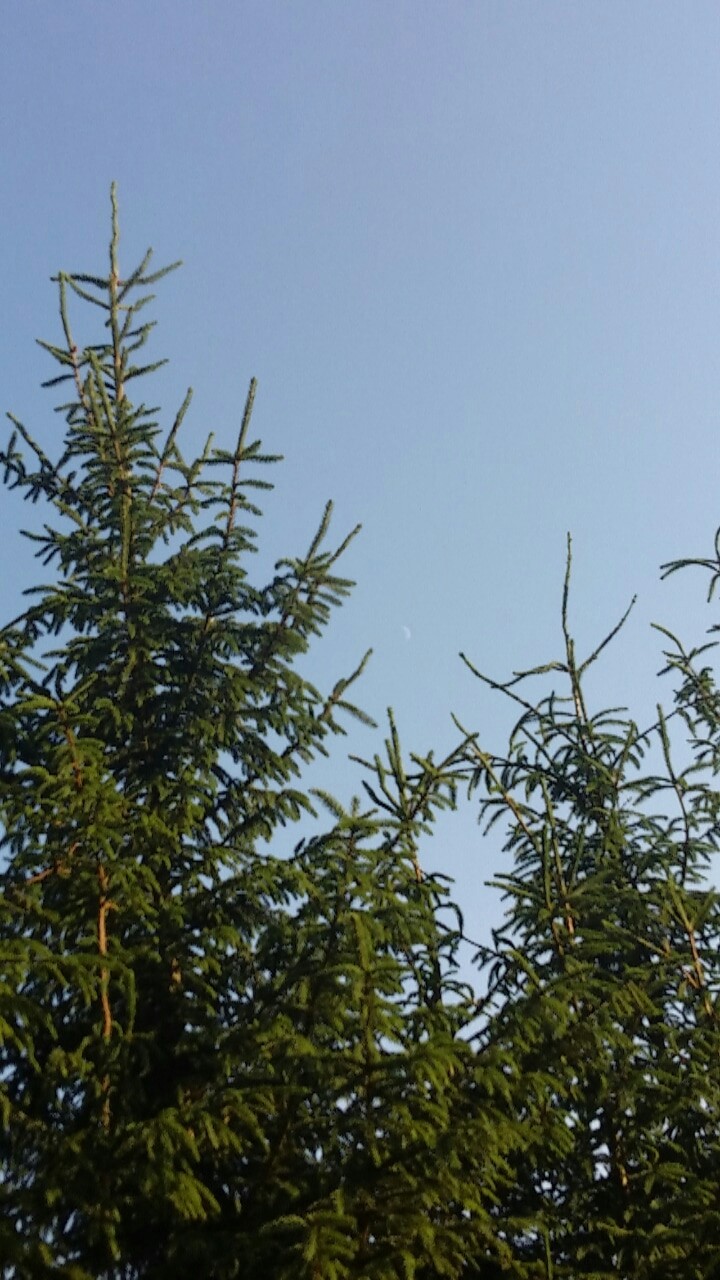 Moon