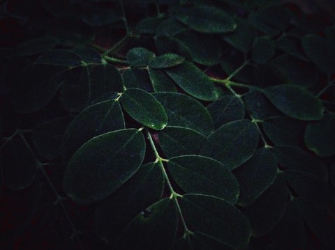 plant, organism Hintergrundbilder
