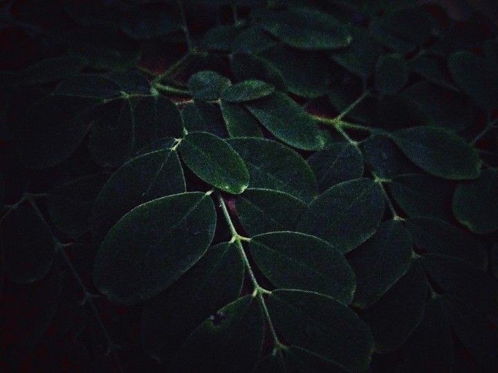 ☘️☘️☘️